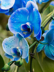 Blue painted Moth Orchid flower (Phalaenopsis)