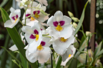 Fototapeta na wymiar pink and white orchid