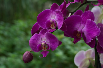 Fototapeta na wymiar Purple Moth Orchid Flower (Phalaenopsis)
