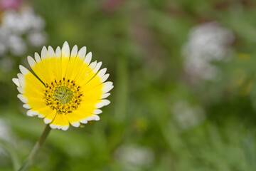 Gelbweiße Büten der Weißspitzchen