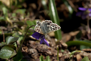 A Grizzled Skipper Butterfly nectaring on a Violet flower.