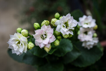 white flowers of a lilac