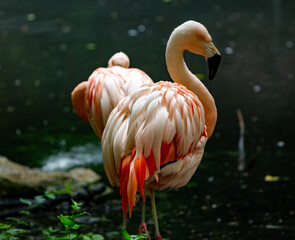 Fototapeta na wymiar Flamingo pair