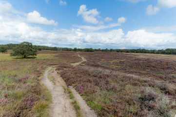 Fototapeta premium Heather landscape 