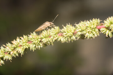 Bug on a stem