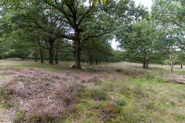 Nature reserve Gasterse Duinen, The Netherlands