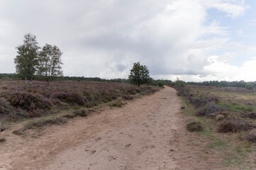 nature reserve Balloërveld, The Netherlands