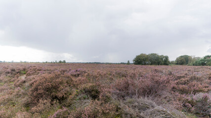 Heath landscape