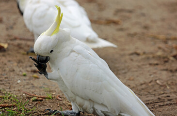 Sulphur crested cockatoo eating close up  - Victoria, Australia
