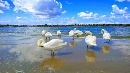 łabędzie,swans © Robert