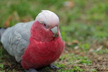 Galah eating - Pink and gray cockatoo - Victoria, Australia