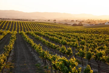 Fotobehang Wijngaard ondergaande zon die gouden licht overstroomt over het wijngaardlandschap met glooiende heuvels