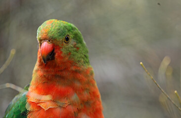 Australian King Parrot portrait  - Victoria, Australia