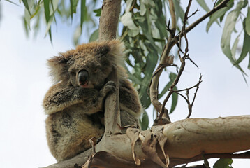Fluffy Koala - Kenneth River, Victoria, Australia