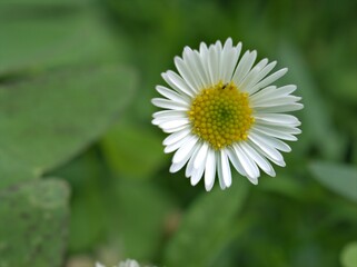 Obraz premium Closeup white Latin american fleabane flower plants in garden (maxican fleabane) with green blurred background ,macro image ,for the word and card design