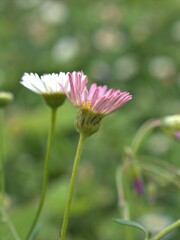 Closeup white pink Latin american fleabane flower plants in garden (maxican fleabane) with green blurred background ,macro image ,for the word and card design