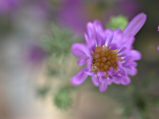 Closeup violet purple aster amellus flowers , American asters plants in garden with blurred background ,macro image ,soft focus ,sweet color for card design