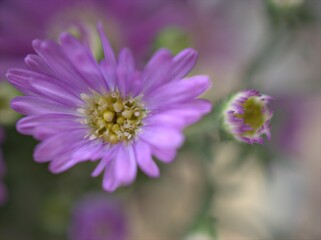 Obraz premium Closeup violet purple New york aster amellus flowers , American asters plants in garden with blurred background ,macro image ,soft focus ,sweet color for card design