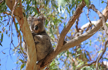 Young Koala - Kenneth River, Victoria, Australia