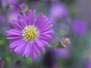 Obraz premium Closeup violet purple New york aster amellus flowers , American asters plants in garden with blurred background ,macro image ,soft focus ,sweet color for card design