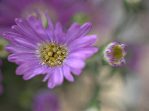 Closeup violet purple New york aster amellus flowers , American asters plants in garden with blurred background ,macro image ,soft focus ,sweet color for card design