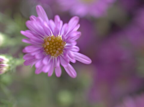 Closeup violet purple New york aster amellus flowers , American asters plants in garden with blurred background ,macro image ,soft focus ,sweet color for card design