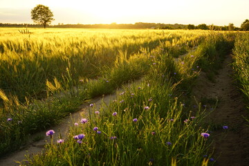 polna droga © juanitach