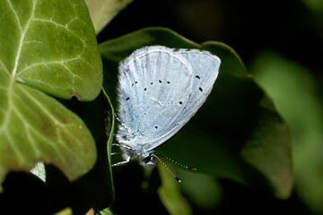A Holly Blue Butterfly peched on a holy leaf.
