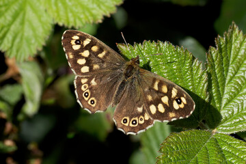 A Speckled Wood Butterfly basking on Bramble leaf.