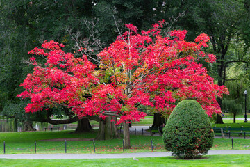 Boston Public Garden, Boston, Massachusetts, USA,