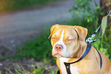 dog  american bully sunbathing and smiling good mood happy pet pedigree