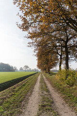 Obraz premium A path in the municipality of lochem
