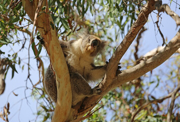 Funny Koala - Kenneth River, Victoria, Australia