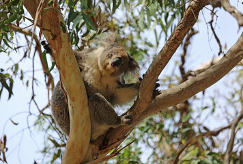 Posing Koala - Kenneth River, Victoria, Australia