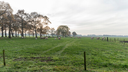 Cows on a meadow in Holten, the Netherlands