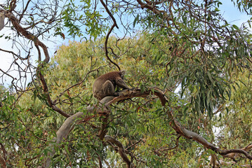 Koala climbing the branch  - Kenneth River, Victoria, Australia