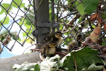 Ducklings huddling by a fence