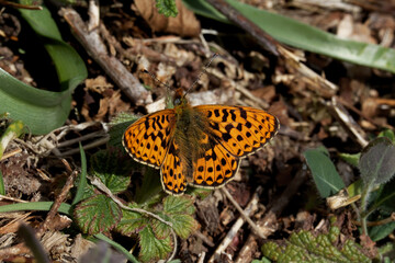 A Pearl-bordered Fritillary Butterfly basking in the sun.