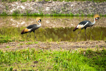 Crested cranes strolling near Mabamba Swamp and Entebbe Uganda