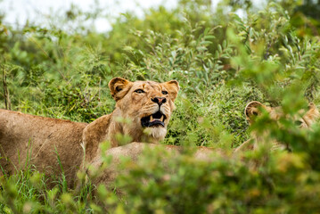 Lions on the prowl in South Africa, in the Klaserie which is part of greater Kruger National Park