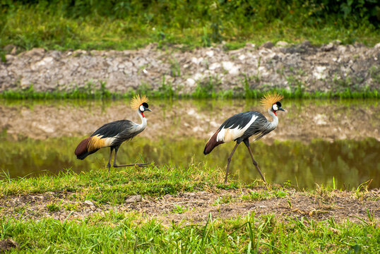 Crested cranes strolling near Mabamba Swamp and Entebbe Uganda