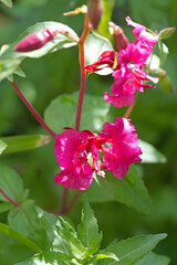 Blüten des Mandelröschens