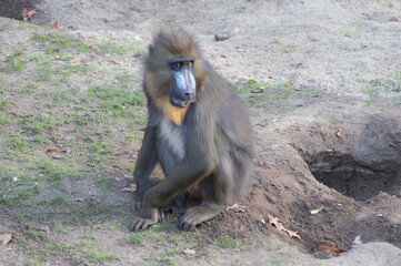 A sitting Mandrill (Mandrillus sphinx)