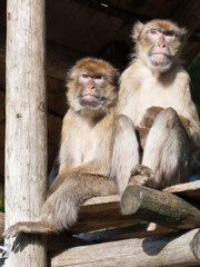 Naklejka premium Two Barbary Macaques (Macaca Sylvanus)