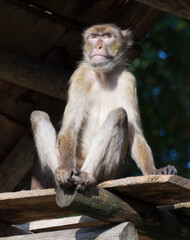 A Barbary Macaque (Macaca Sylvanus)