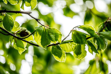 Beautiful Spring leaves with bokeh lights in the Spring forest, natural backgound for Spring projects.;