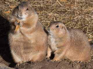 Two Prairie Dogs (Genus Cynomys)