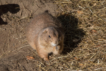 A Prairie Dog (Genus Cynomys)	