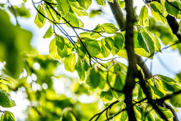 Beautiful Spring leaves with bokeh lights in the Spring forest, natural backgound for Spring projects.;