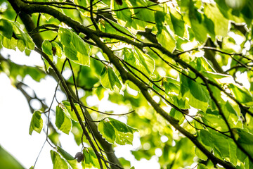 Beautiful Spring leaves with bokeh lights in the Spring forest, natural backgound for Spring projects.;